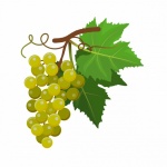Kiść zielonych winogron clipart