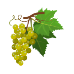 Clipart de uvas verdes de cacho