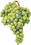 Bündel grüne Trauben