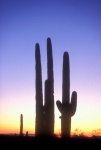 Cactussen Silhouetten