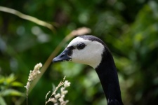 Canada Goose, Bird