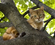 Kočka ve stromě
