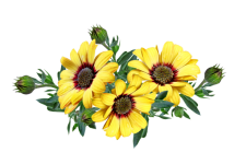 Clip di fiori gialli aster