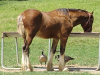 Clydesdale e uccelli