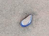 Seashell 105