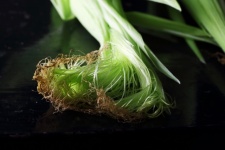 Corn Silk On A Leafy Cob