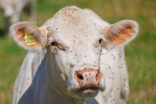 Cow Bothered By Flies