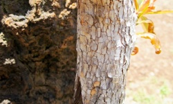 Cracked Surface Of Bark On Trunk