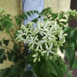 Blume des Currybaums