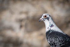 Pigeon, bird