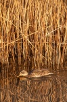 Female Mallard duck