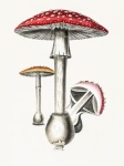 Fly Agaric Mushroom Vintage Art