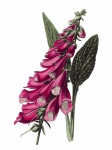 Foxglove Flowers Watercolor Art