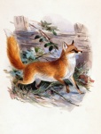 Fox canide artă vintage