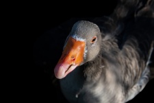 Goose, greylag goose, bird