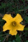 Gnats on yellow pumpkin flower