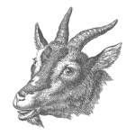 Clipart de ilustración de cabra