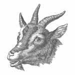 Goat Illustration Clipart
