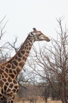 Graciosa cabeça e pescoço de girafa