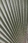 Grey palm tree leaf