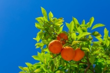 Sinaasappels kweken