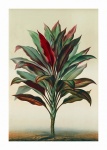 Zelená rostlina palma vintage botanická