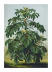 Зеленое растение пальма винтажный ботани