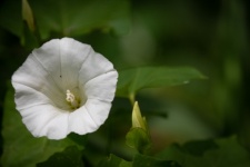 Вьюнок, белый цветок