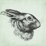 Hare Portrait Illustration