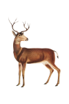 Deer Vintage Clipart Art