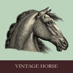 Koně Hlava Portrét Ilustrace