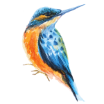 Kolibri akvarell