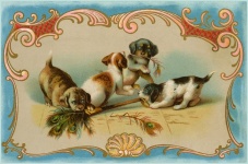 Cartão postal vintage de cachorros cacho