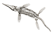 Ichthyosaurus Fossil
