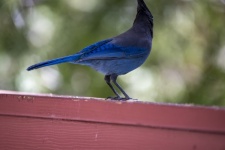 Oiseau Geai bleu