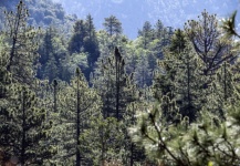 Idyllwild bos in Californië