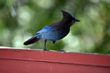 Oiseau Geai bleu