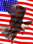 Águila de la bandera de América Póster