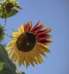 Fotografie slunečnice a včely