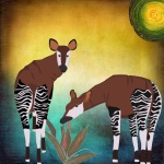Zebra nohy Okapi zvíře