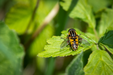 Insect, hoverfly