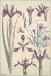 Iris Flowers Art Nouveau