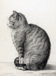 Ilustrație de artă vintage de pisică