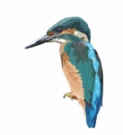 Kingfisher Bird Colorful Art