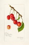 Cherries Fruit Vintage Art