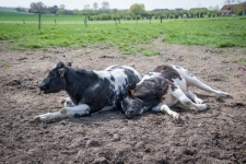 Cow, farm animal, calves