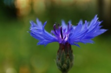 Búzavirág virágok kék szirmok