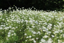 Flor no gramado