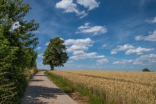 Landscape, cornfield, countryside