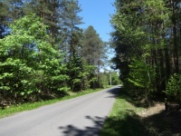 Wald in Polen